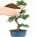 Brussel's Chinese Elm Bonsai - X Large - (Outdoor)   552967857